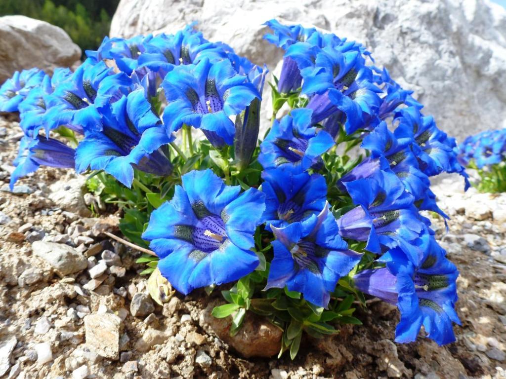 אינרבילגרטן Die Natur Residenz מראה חיצוני תמונה